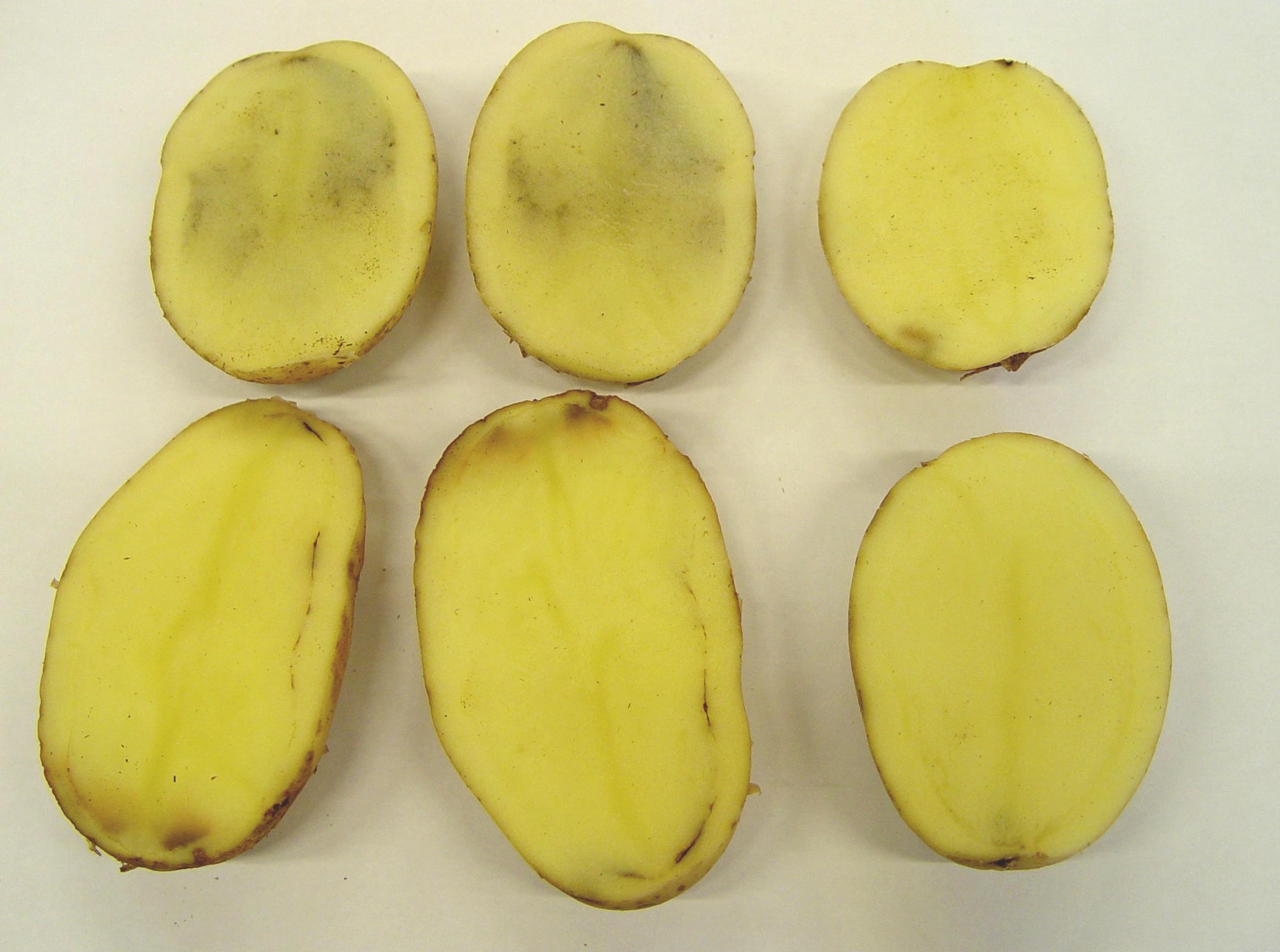varastopaleltuma